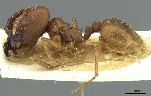 Pheidole claviscapa - CASENT0913290