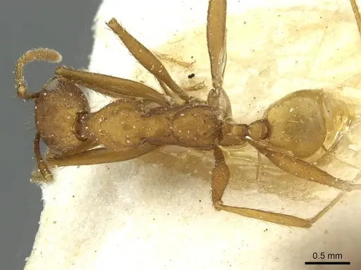 Pheidole claviscapa - CASENT0913291