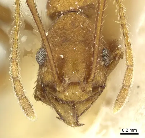 Pheidole claviscapa - CASENT0913291