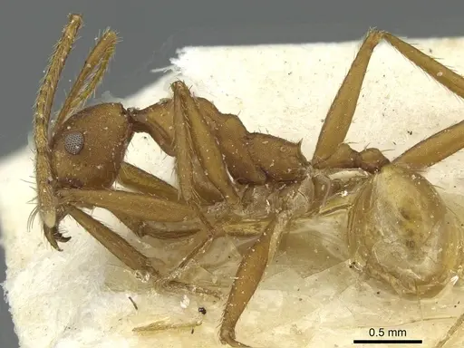 Pheidole claviscapa - CASENT0913291