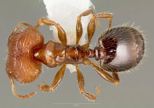 Pheidole clementensis specimen