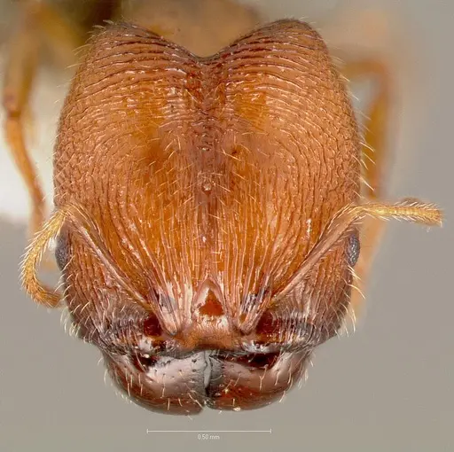 Pheidole clementensis specimen