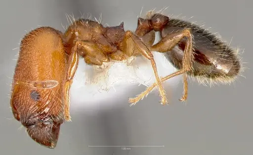 Pheidole clementensis specimen