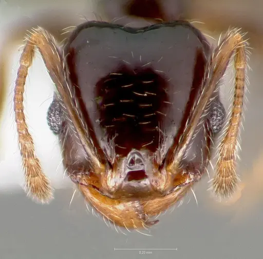 Pheidole clementensis - CASENT0005756