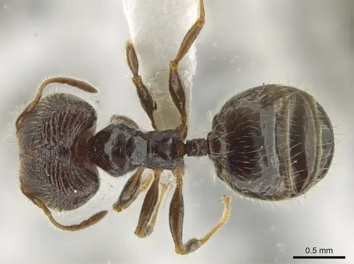 Pheidole clementensis - CASENT0619561