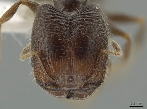 Pheidole clementensis - CASENT0619561