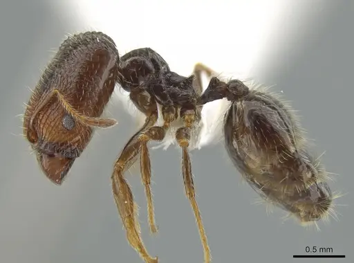 Pheidole clementensis - CASENT0619561
