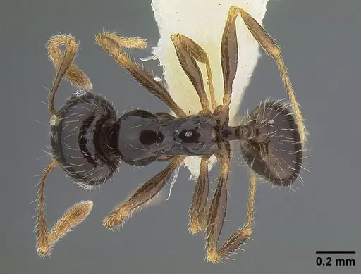 Pheidole clementensis - CASENT0844200