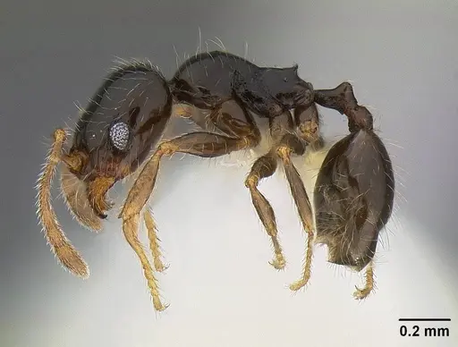 Pheidole clementensis - CASENT0844200