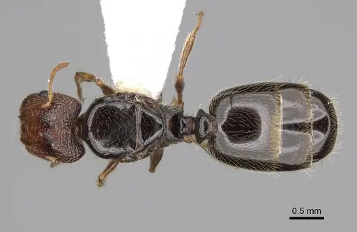 Pheidole clementensis - CASENT0862457