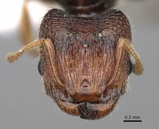 Pheidole clementensis - CASENT0862457