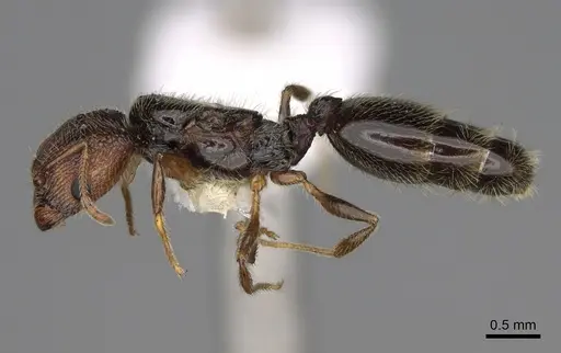 Pheidole clementensis - CASENT0862457