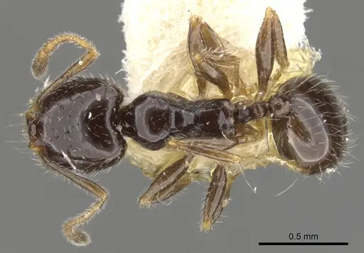 Pheidole clementensis - CASENT0901562