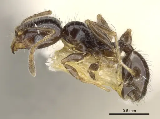 Pheidole clementensis - CASENT0901562