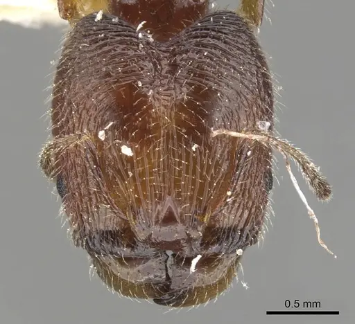 Pheidole clementensis - CASENT0901563