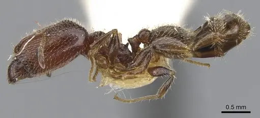 Pheidole clementensis - CASENT0901563