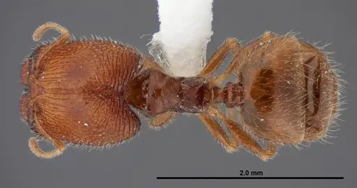 Pheidole clementensis - FMNHINS0000083042