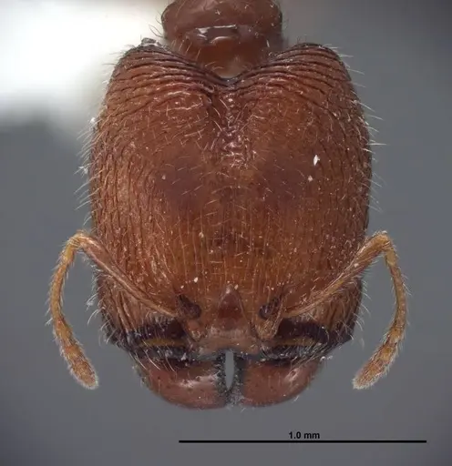 Pheidole clementensis - FMNHINS0000083042