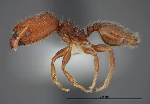 Pheidole clementensis - FMNHINS0000083042