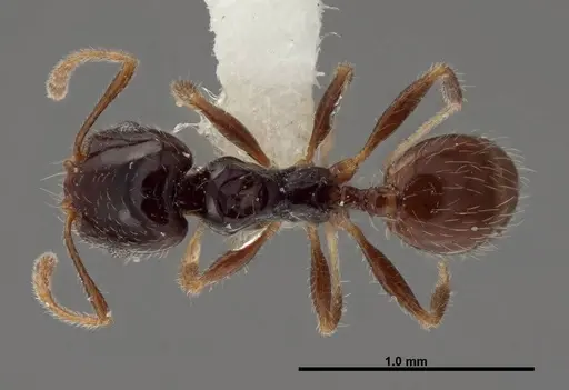 Pheidole clementensis - FMNHINS0000083043