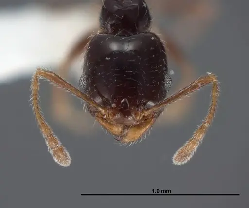 Pheidole clementensis - FMNHINS0000083043