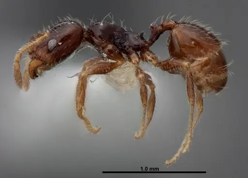 Pheidole clementensis - FMNHINS0000083043