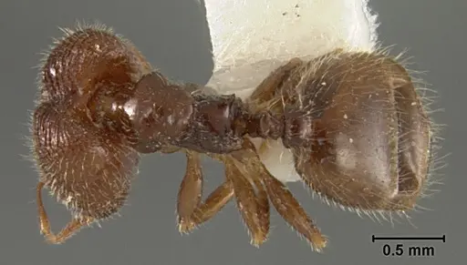 Pheidole clementensis - USNMENT01129601
