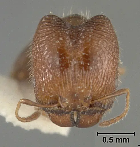 Pheidole clementensis - USNMENT01129601