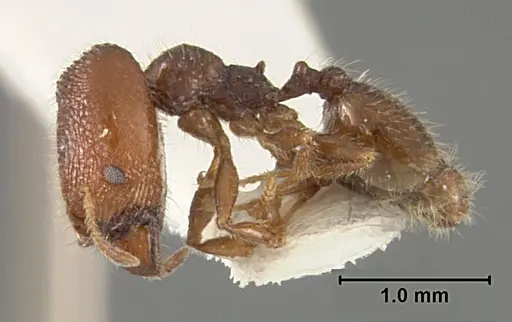 Pheidole clementensis - USNMENT01129601