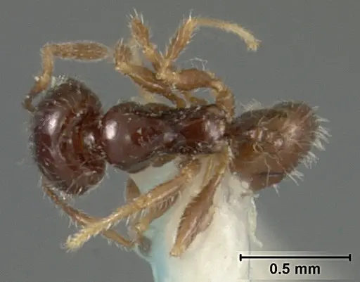 Pheidole clementensis - USNMENT01129602
