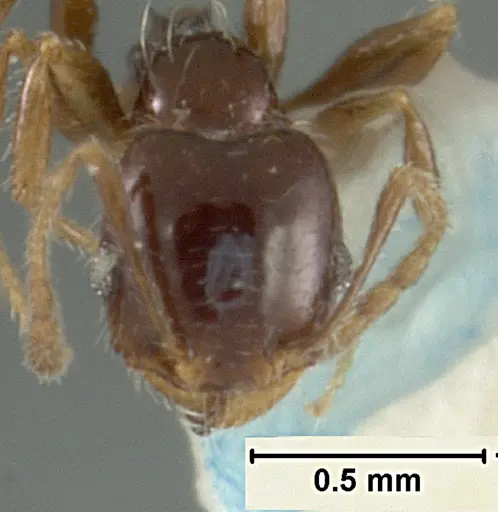 Pheidole clementensis - USNMENT01129602