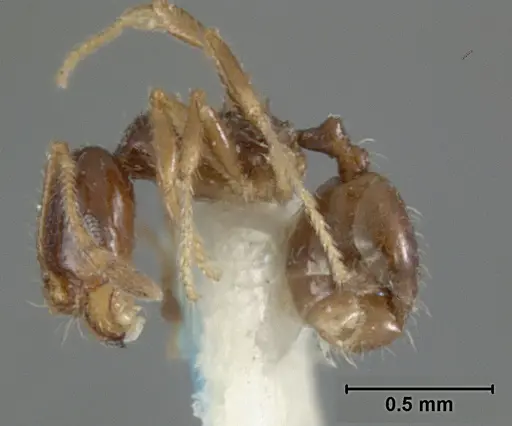 Pheidole clementensis - USNMENT01129602