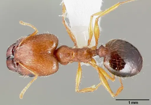 Pheidole clydei specimen