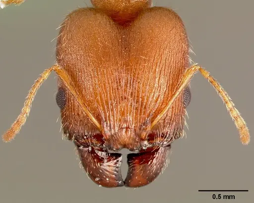 Pheidole clydei specimen