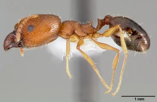 Pheidole clydei specimen