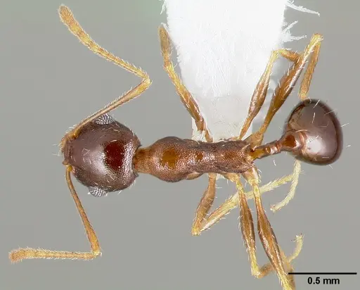 Pheidole clydei - CASENT0005746