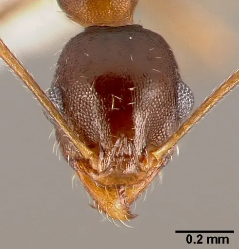 Pheidole clydei - CASENT0005746