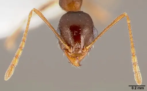 Pheidole clydei - CASENT0005746