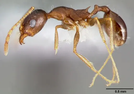 Pheidole clydei - CASENT0005746