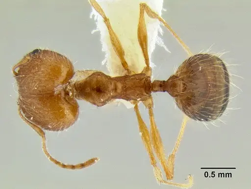 Pheidole clydei - CASENT0106117