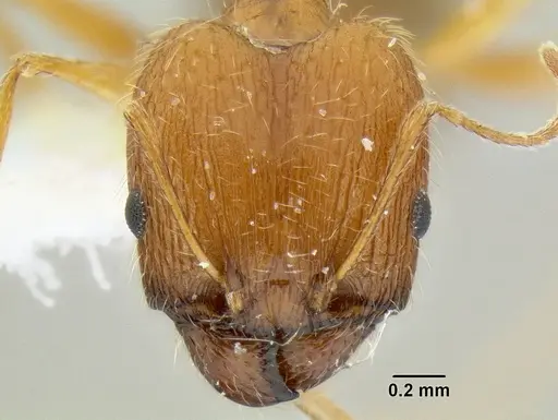 Pheidole clydei - CASENT0106117