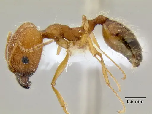 Pheidole clydei - CASENT0106117