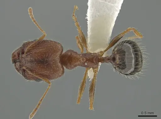 Pheidole clydei - CASENT0638263