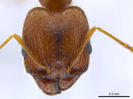 Pheidole clydei - CASENT0638263