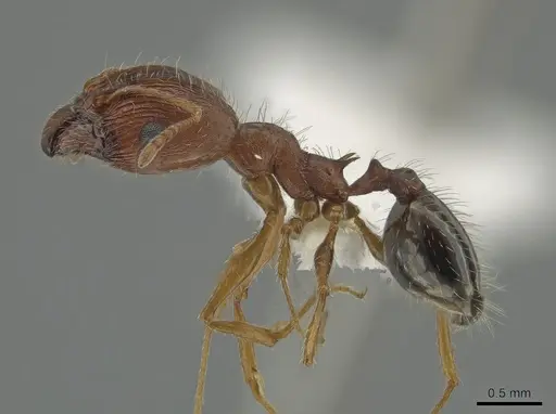 Pheidole clydei - CASENT0638263