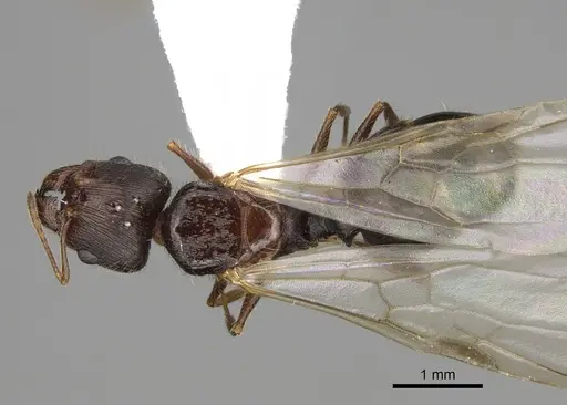 Pheidole clydei - CASENT0862458
