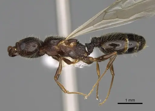 Pheidole clydei - CASENT0862458