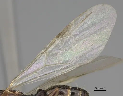 Pheidole clydei - CASENT0862458