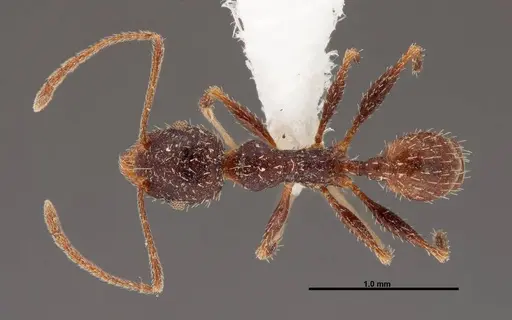 Pheidole clydei - FMNHINS0000062678