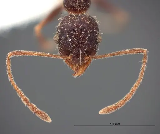 Pheidole clydei - FMNHINS0000062678